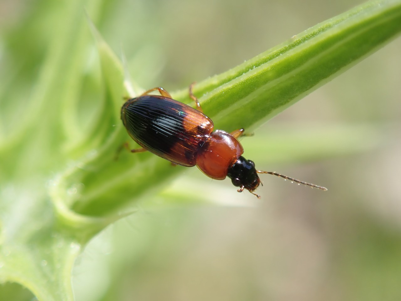 Stenolophus teutonus Stenolophus teutonus
